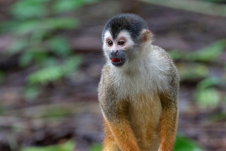 P.N. Day Tour Manuel Antonio - Photo 1 of 2